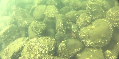 Graveyard Reef in Mille Lacs Lake, MN