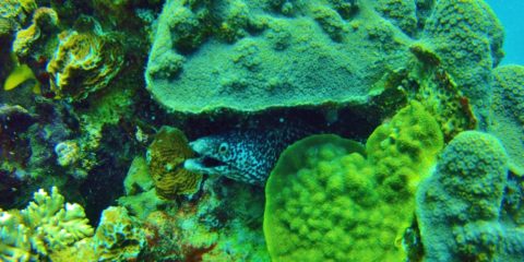Manchones Reef off Isla Mujeres, Mexico