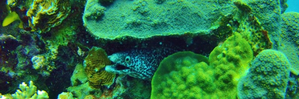 Manchones Reef off Isla Mujeres, Mexico