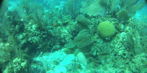 Periwinkle Reef at Rose Island, Bahamas
